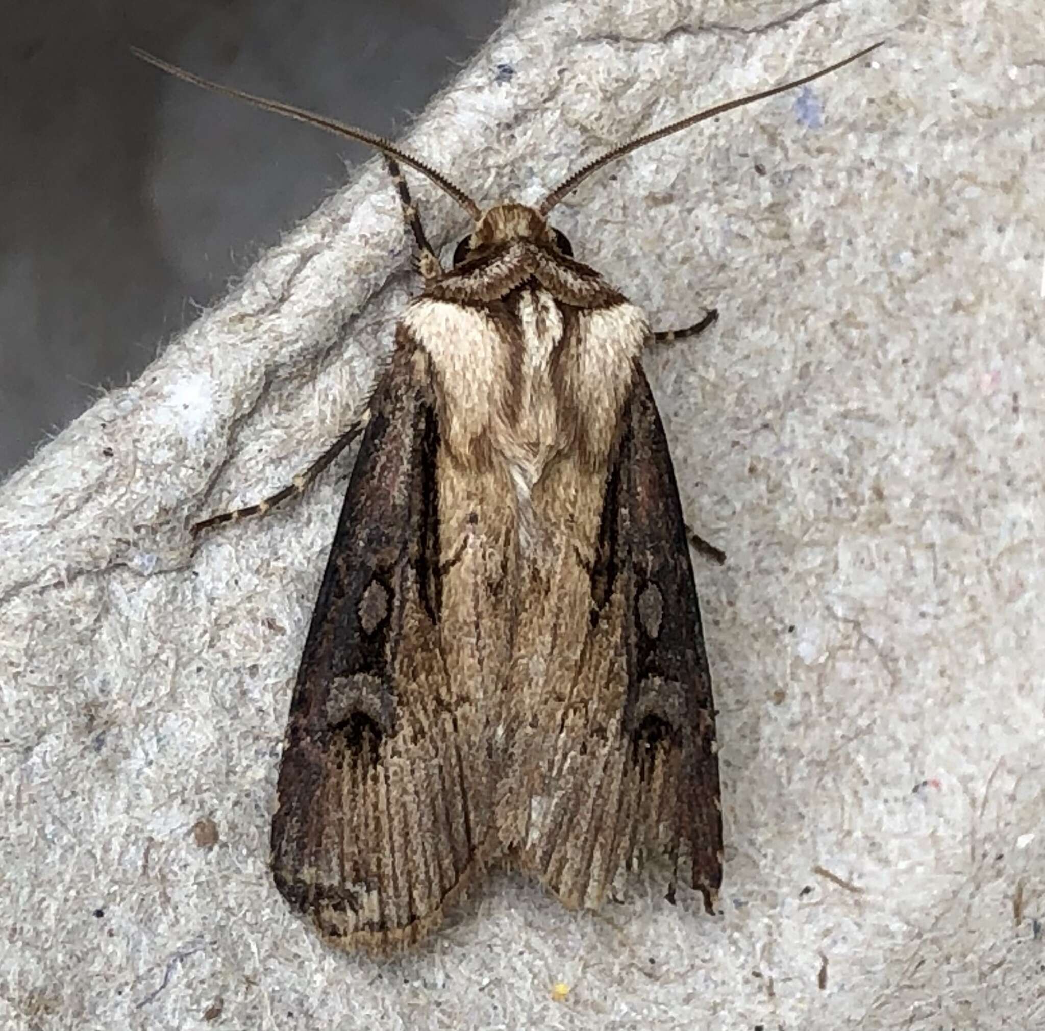 صورة Agrotis volubilis Harvey 1874