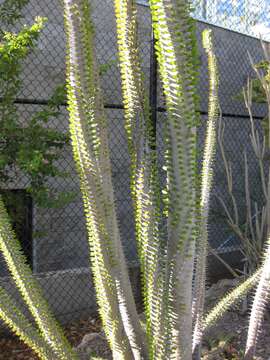 Image of Madagascan ocotillo