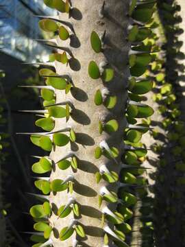 Image of Madagascan ocotillo