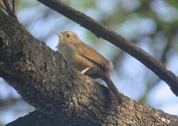 Image of Little Thornbird