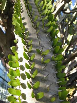 Image of Madagascan ocotillo