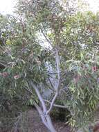 Image of Pincushion hakea