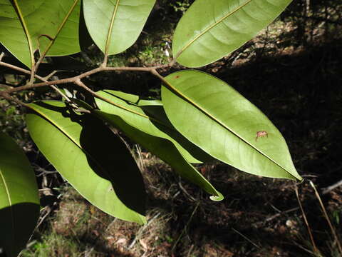 Слика од Mischocarpus pyriformis (F. Müll.) Radlk.