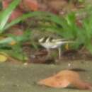 Image of Forest Wagtail