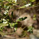 Image of Ochna natalitia (Meissn.) Walp.