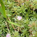 صورة Limnophila sessiliflora (Vahl) Bl.