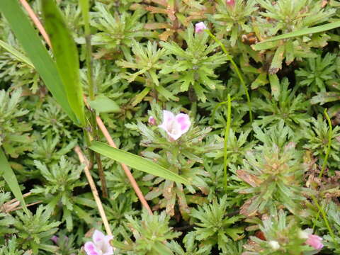 Image of Asian marshweed