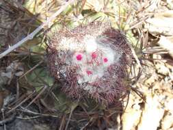 Image of Turk's cap