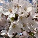 Imagem de Prunus yedoensis Matsum.