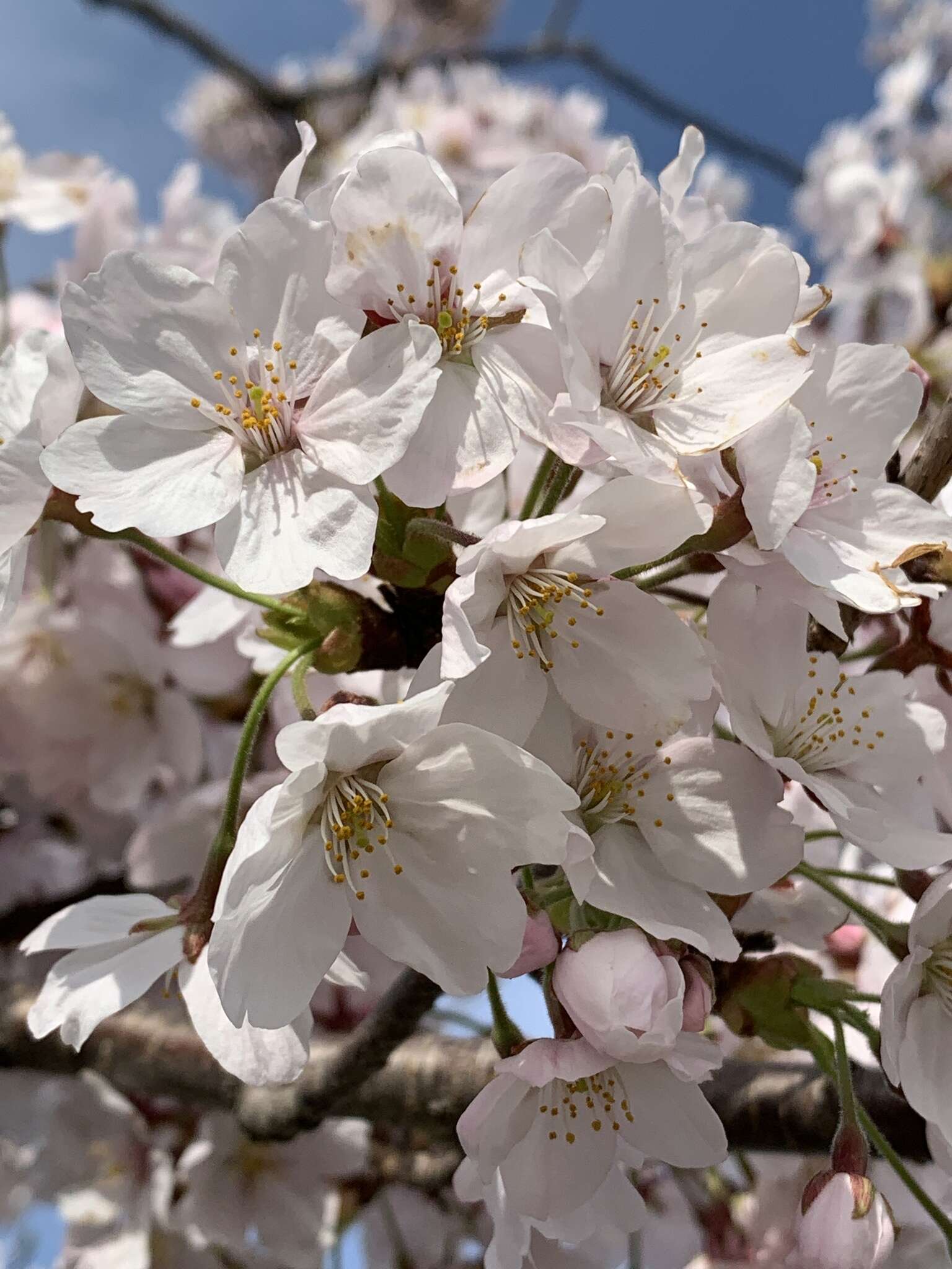 صورة Prunus yedoensis Matsum.