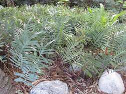 Image of golden polypody