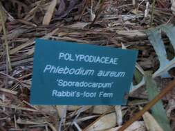 Image of golden polypody