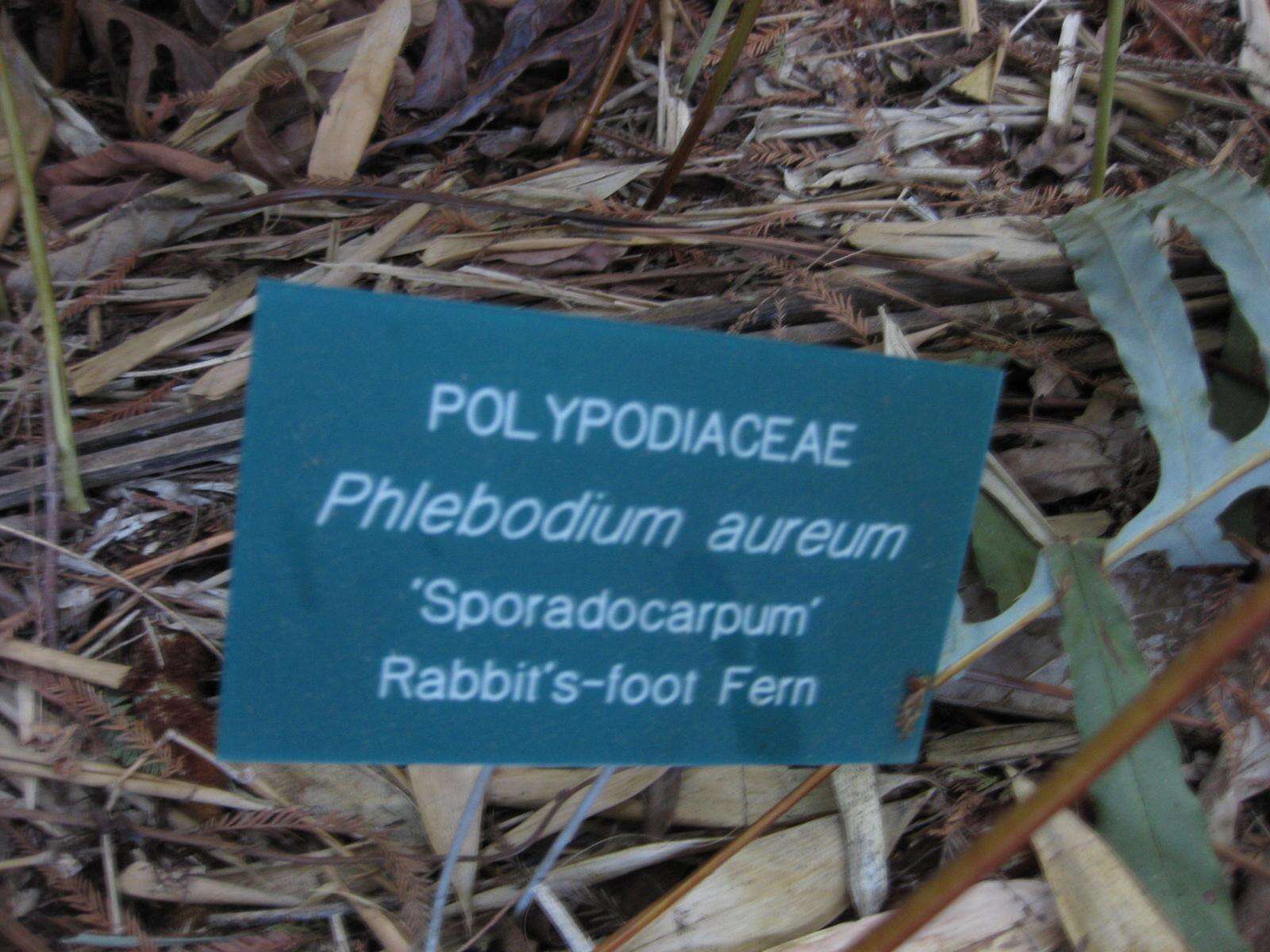 Image of golden polypody