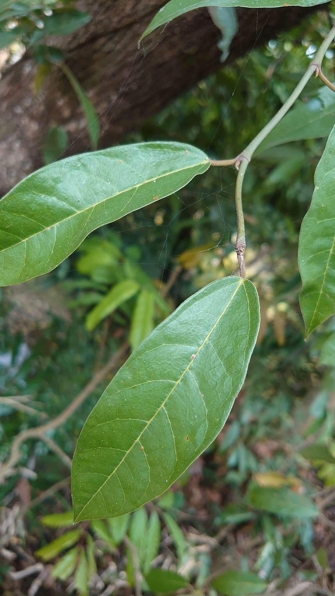 Image of Ficus sarmentosa var. nipponica (Franch. & Savatier) Corner