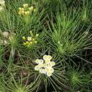 Image de Erigeron tenuifolius Hook. fil.