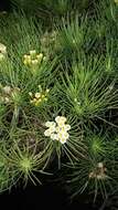 Image of Thin-leafed Darwin's Shrub