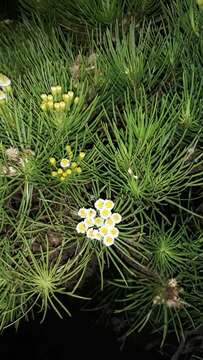 Sivun Erigeron tenuifolius Hook. fil. kuva