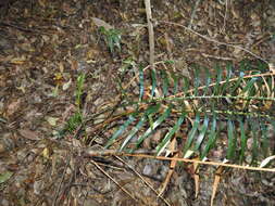 Image of Macrozamia lucida L. A. S. Johnson