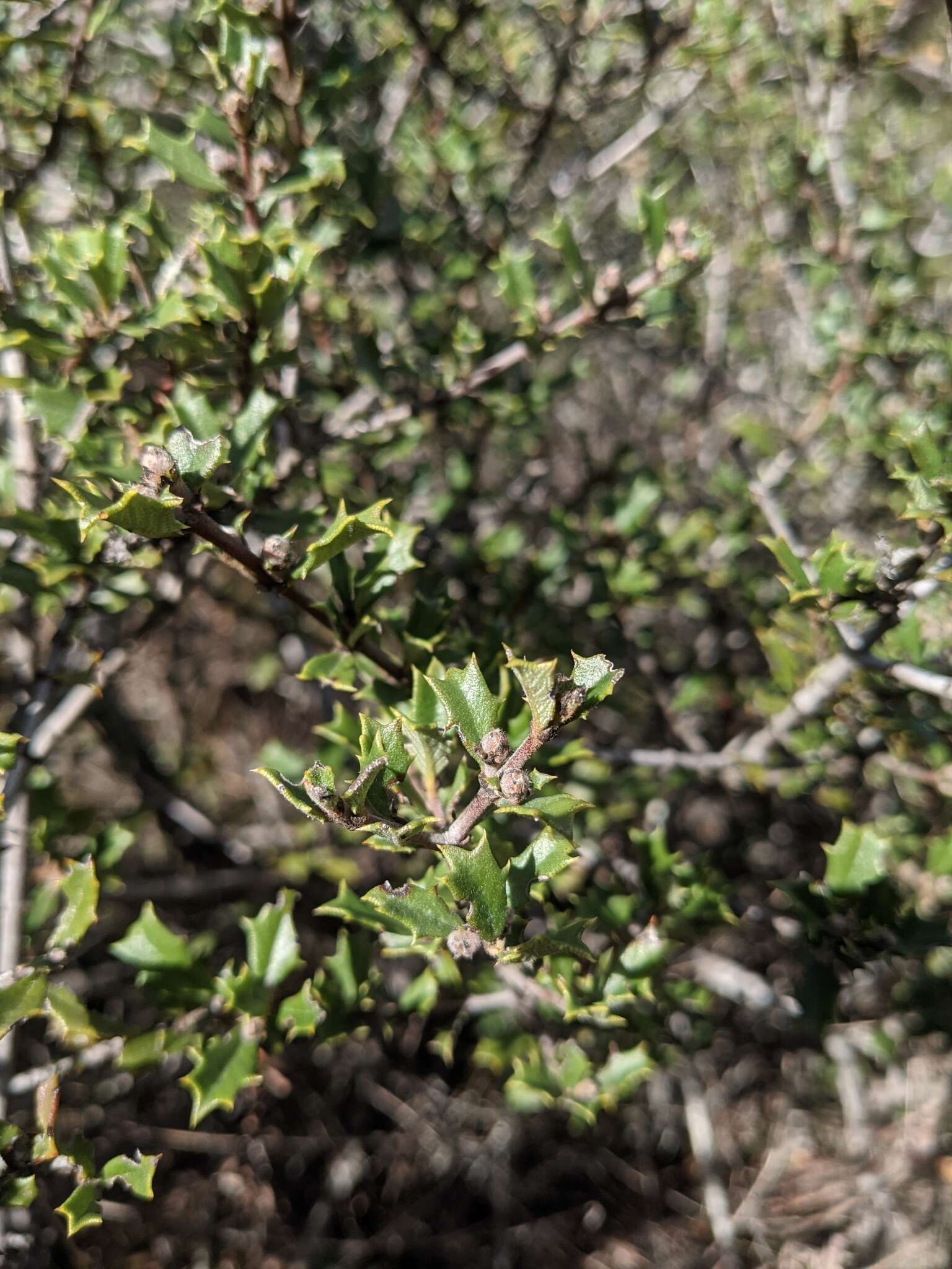 Image of Calistoga ceanothus