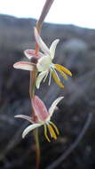 Hesperantha radiata subsp. radiata的圖片