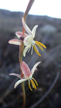 Image of Hesperantha radiata subsp. radiata