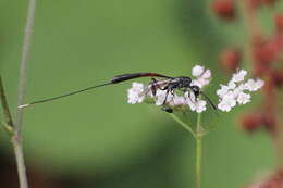 Imagem de Gasteruption jaculator (Linnaeus 1758)