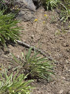 Image of Nevada helianthella