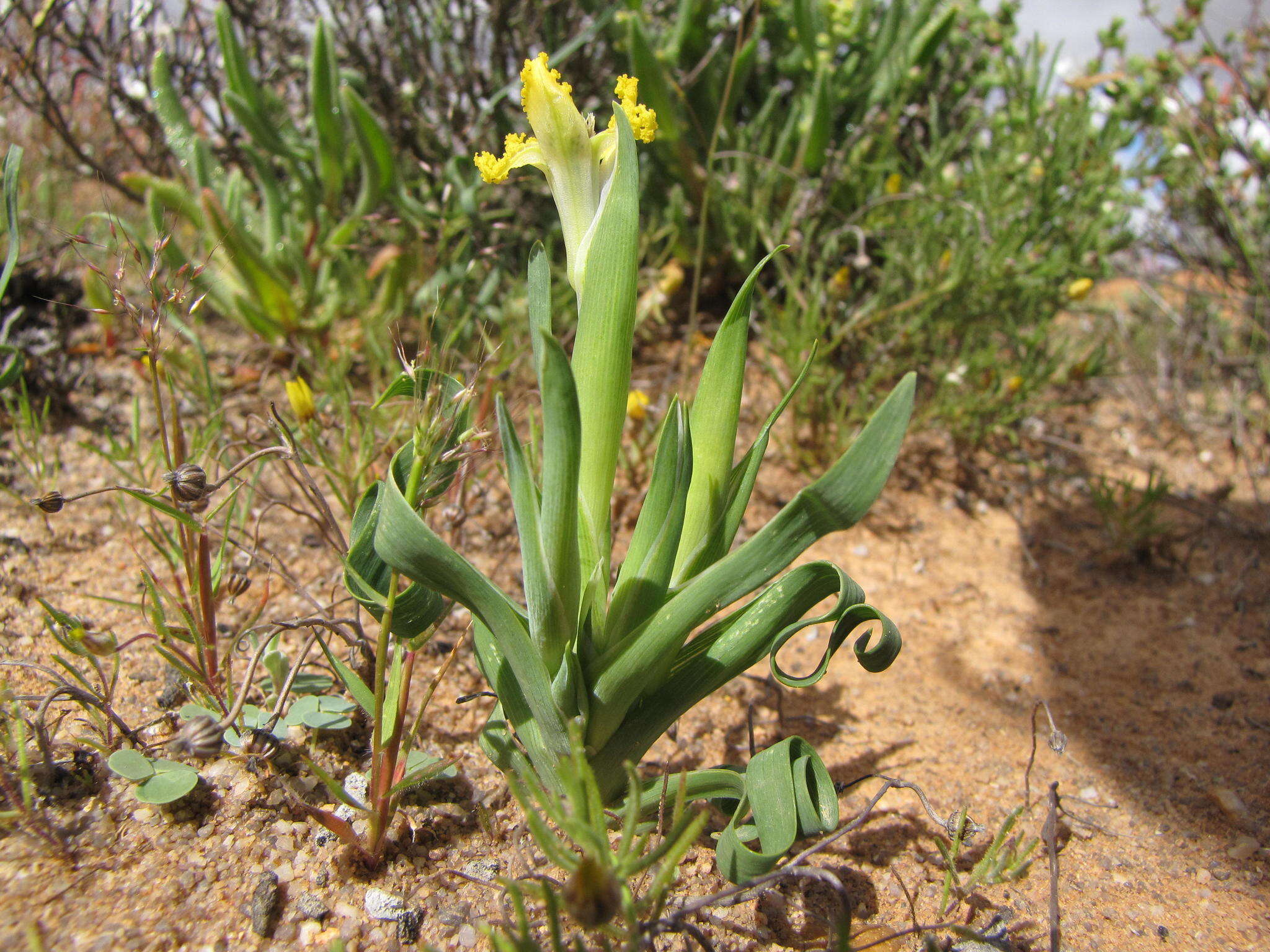 Image of Ferraria macrochlamys subsp. serpentina Goldblatt & J. C. Manning