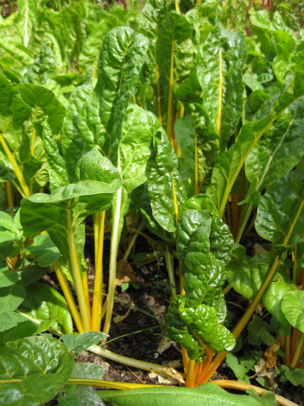 Image of Beta vulgaris subsp. vulgaris Cicla