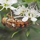 Imagem de Eristalinus punctulatus (Macquart 1847)