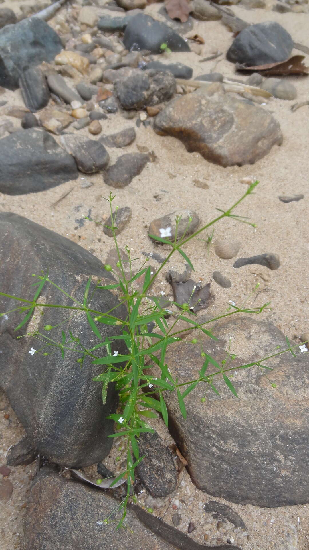 Sivun Oldenlandia herbacea (L.) Roxb. kuva