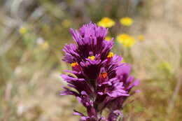 Слика од Castilleja exserta var. venusta (A. Heller) J. M. Egger