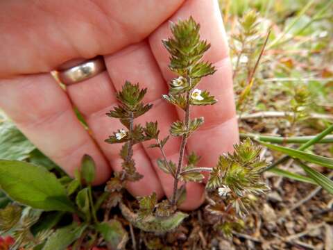 Image of Hudson Bay eyebright