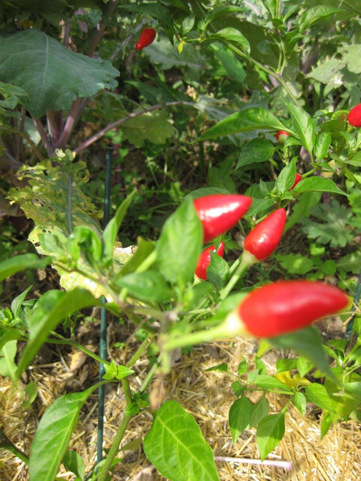 Image of cayenne pepper