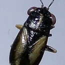 Image of <i>Geocoris ater</i>