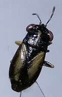 Image of <i>Geocoris ater</i>