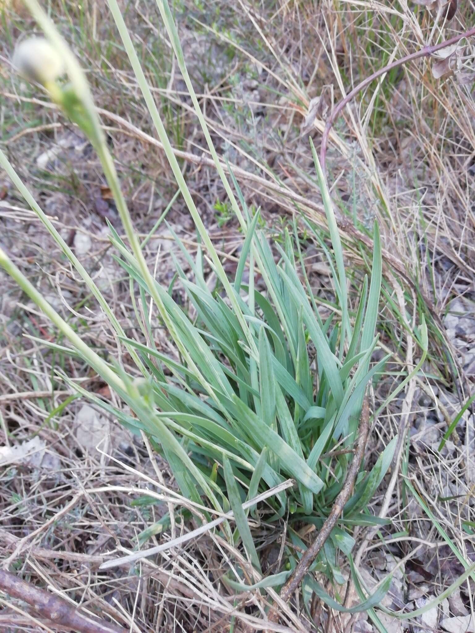 Image of Ranunculus gramineus L.