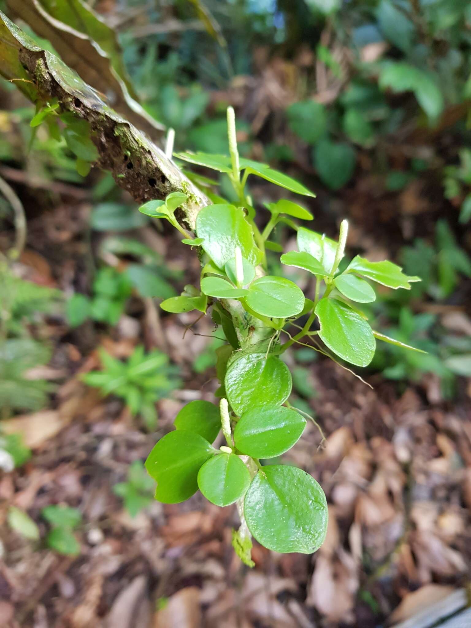 Image of Peperomia silvivaga C. DC.