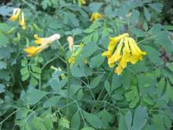 Image of yellow corydalis