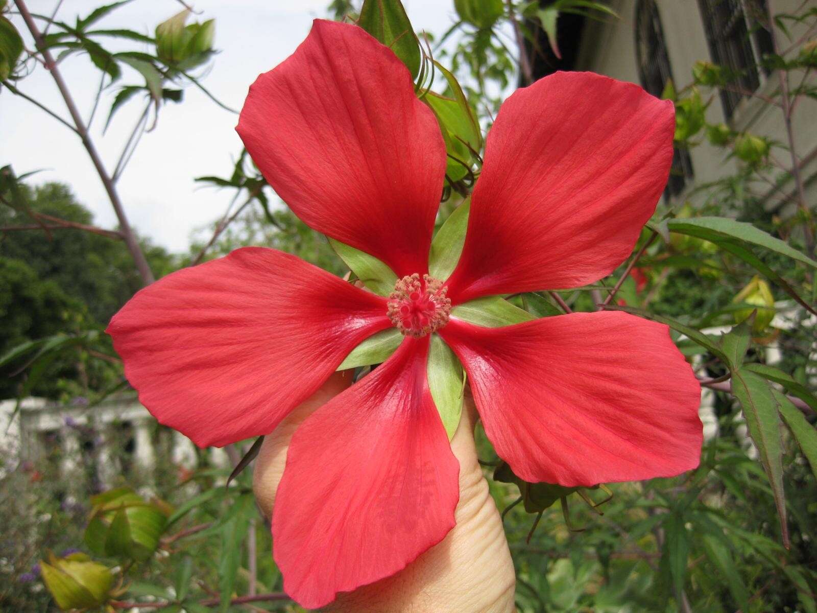 Image of Scarlet Rose-Mallow