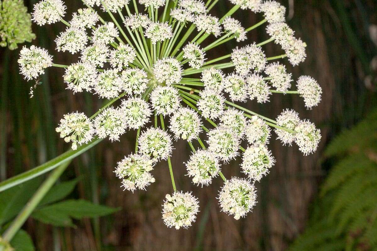 Image of wild angelica