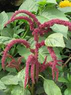 Image of love-lies-bleeding