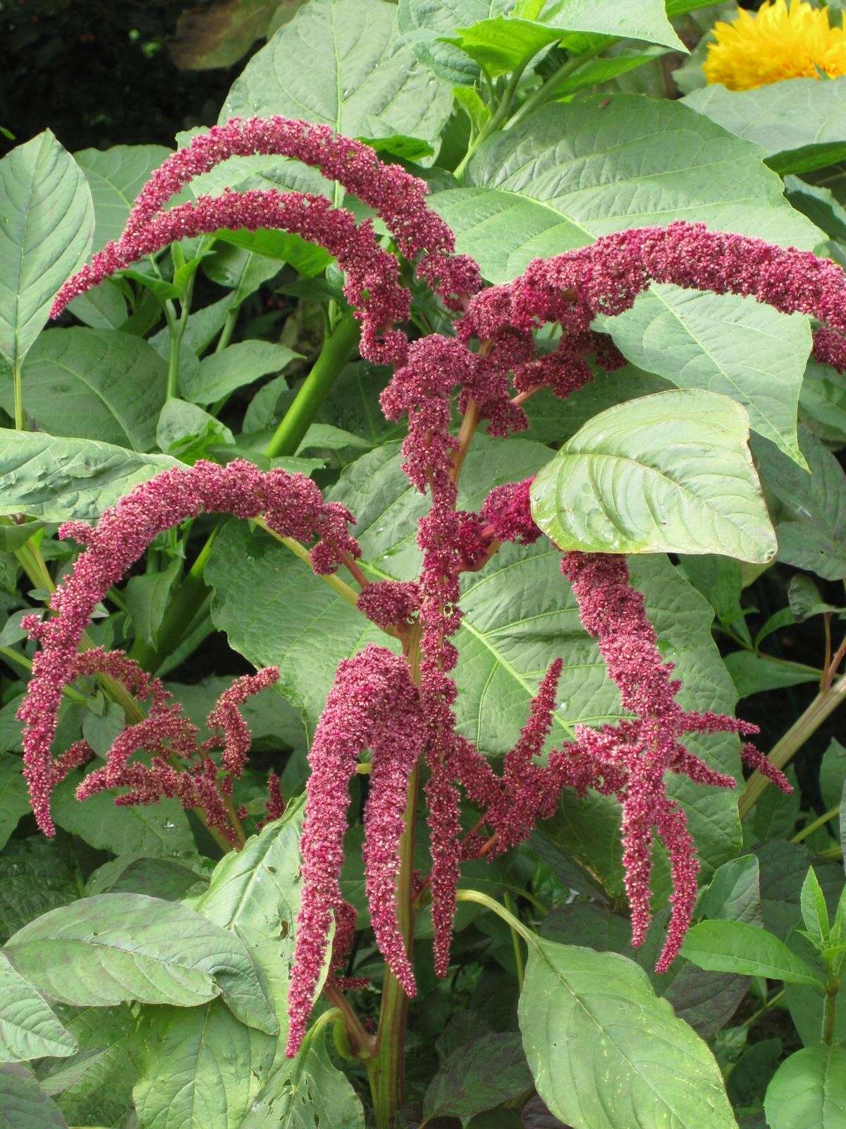 Image of love-lies-bleeding