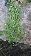 Sivun Chaenorhinum tenellum (Cav.) Lange kuva