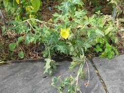 Image of Mexican pricklypoppy