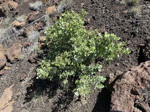 Chenopodium oahuense (Meyen) Aellen的图像