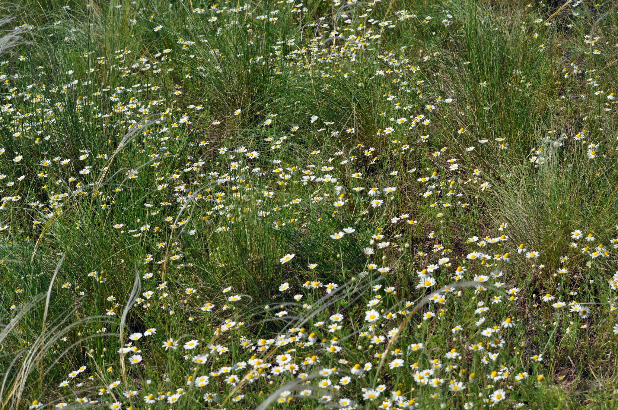 Anthemis ruthenica M. Bieb.的圖片