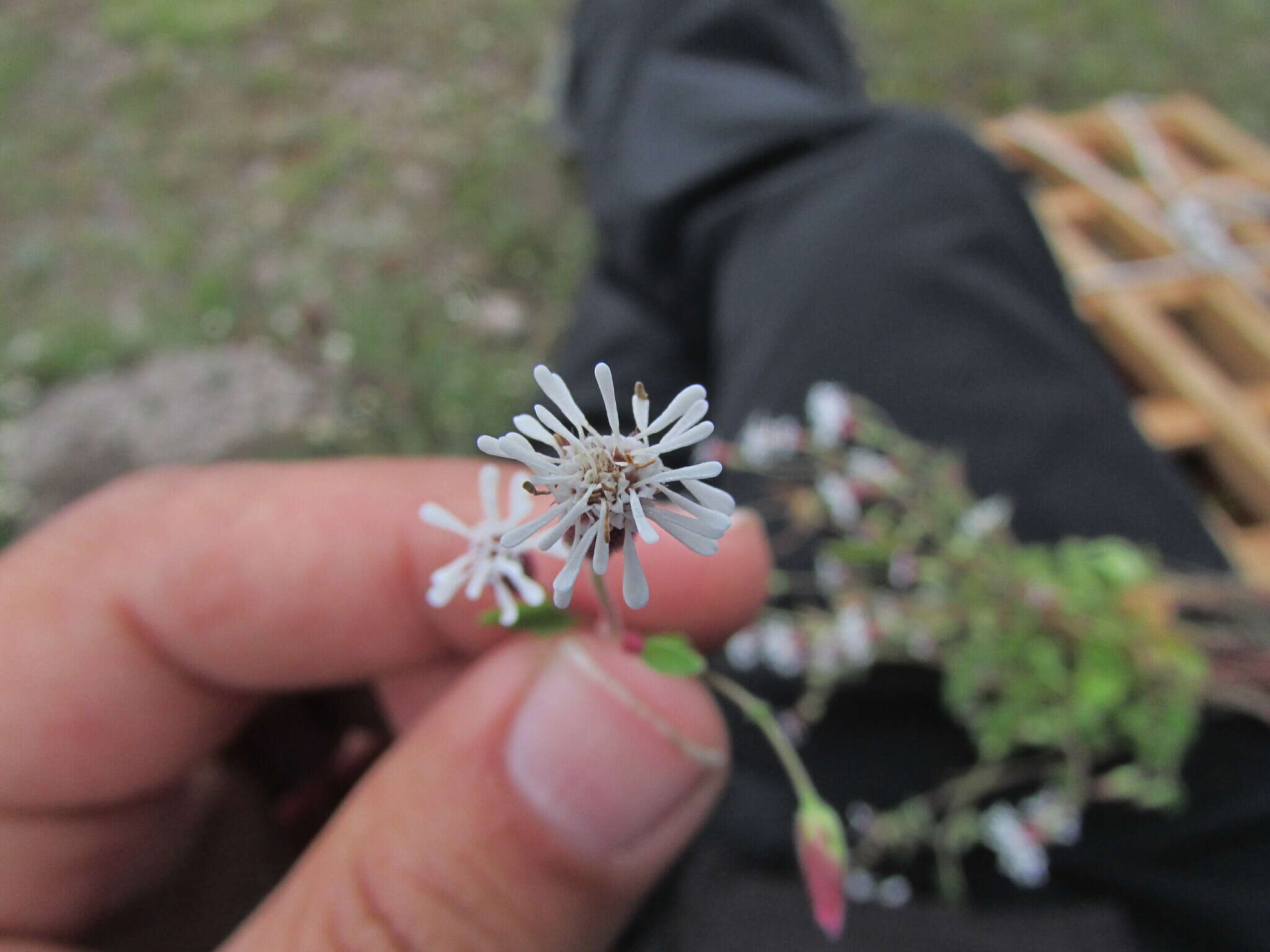 Image of Brickellia problematica B. L. Turner