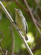 Image of African Green Tinkerbird