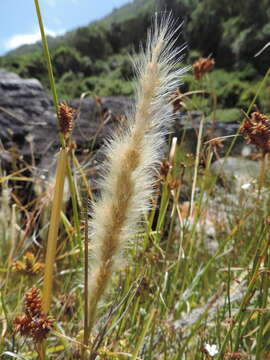 Image de Polypogon tenuis Brongn.